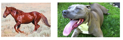 <ol><li><p>It moistens the skin, helping the animal to cool down</p></li><li><p>Panting increases the cooling affect</p></li></ol>