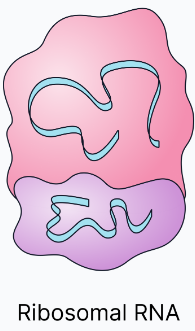<p><span><span>Forms part of the ribosome structure (along with protein)</span></span></p>