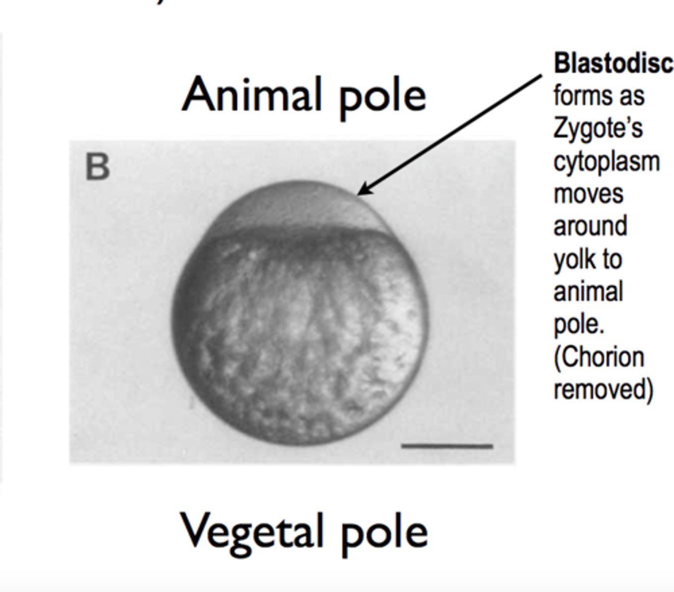 <p>blastodisc</p><p>(Note: disc region on top of yolk)</p>