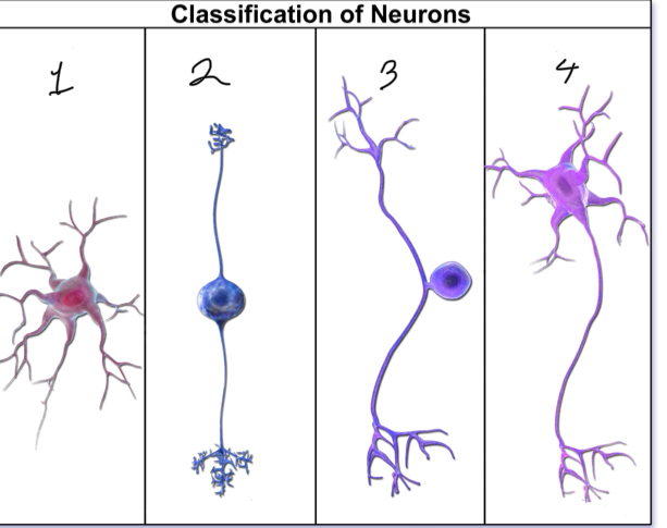 <p>What is represented by number 1?</p>