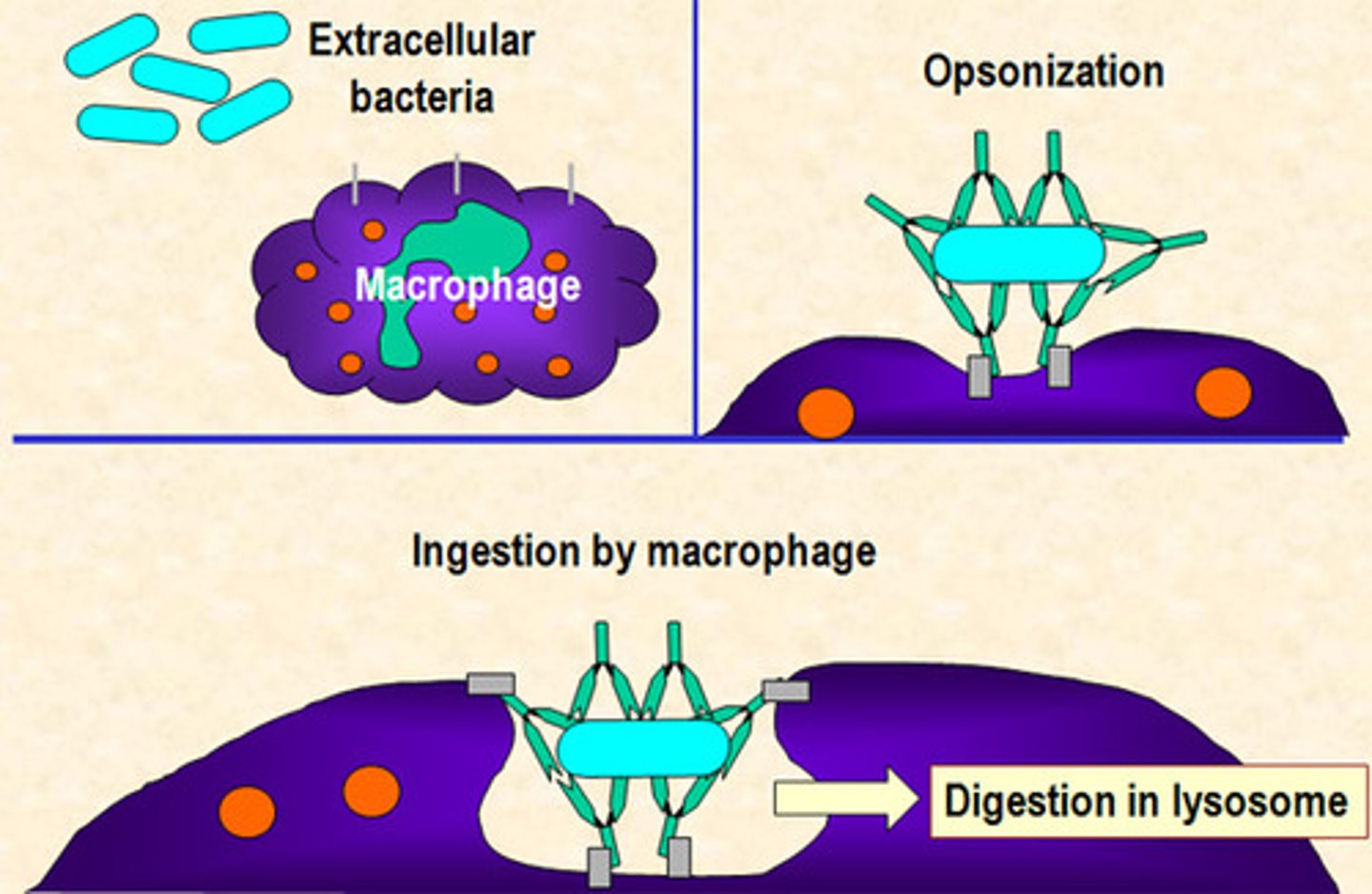 <p>coating antigen with antibody to enhance phagocytosis ingestion</p>