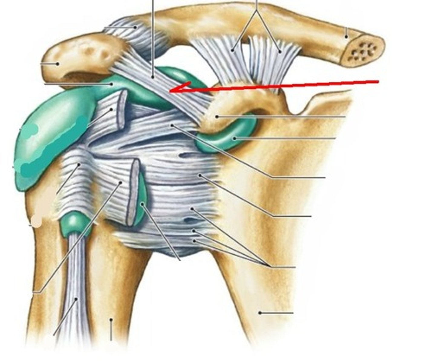 <p>- ligament running from the coracoid process to the acromium of the scapula</p>