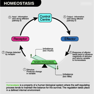 <p>Your body’s tendency to maintain a <strong>stable internal environment </strong></p><p></p>