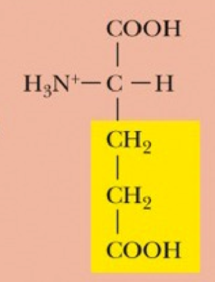 <p>Glu, E, Acidic (Hydrophilic) (R-Group pKa = 4.3)</p>