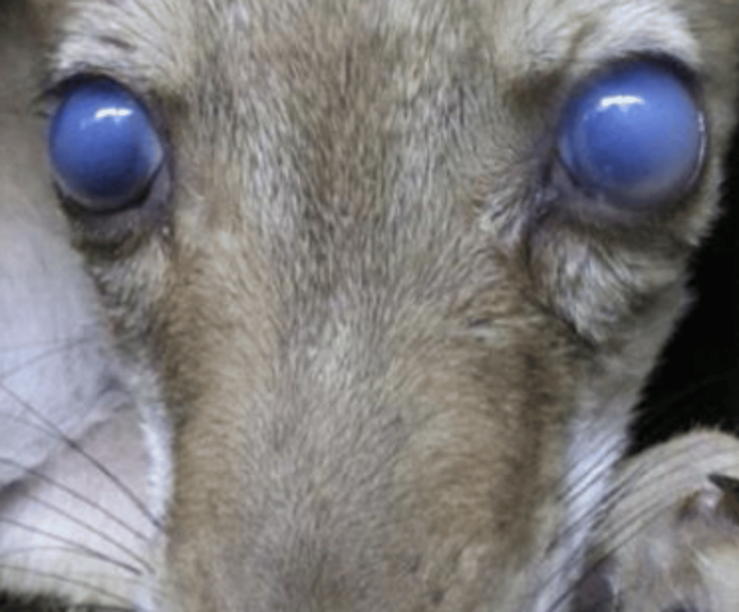 <p>- Canine adenovirus-1 (causes infectious canine hepatitis)</p><p>- Targets endothelial cells (destroys the endothelium allowing for edema/fluid to infiltrate)</p>