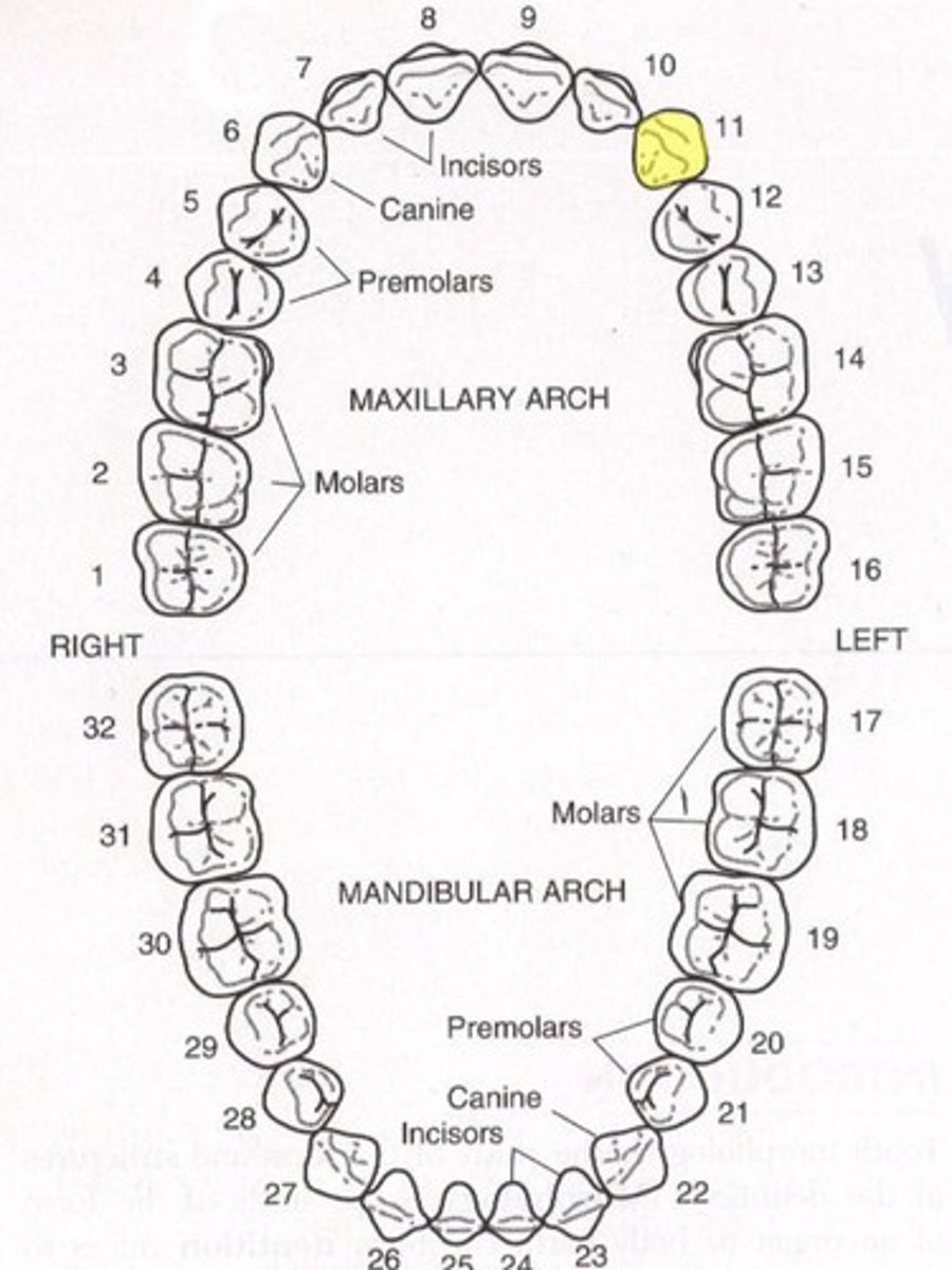 <p>Maxillary left canine</p>
