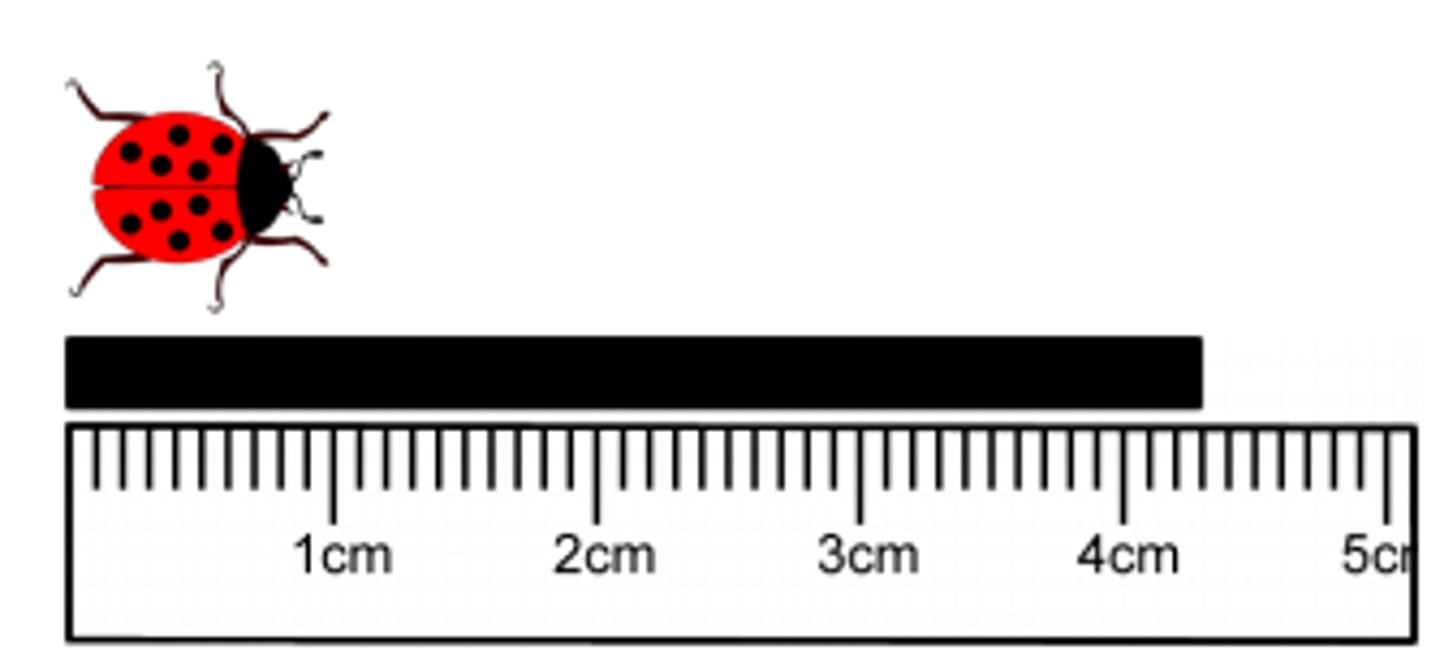<p>centimeter</p>