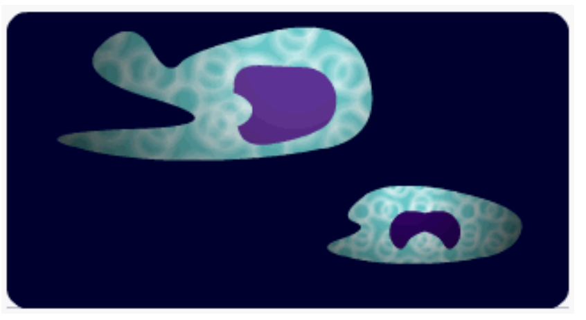 <p>White blood cells:</p><ul><li><p>all have a nucleus, are spherical/irregular in shape &amp; most are larger than erythrocytes</p></li><li><p>part of the immune system, killing pathogens in the blood &amp; tissue fluid</p></li><li><p>two types: granulocytes &amp; agranulocytes</p></li></ul><p></p>