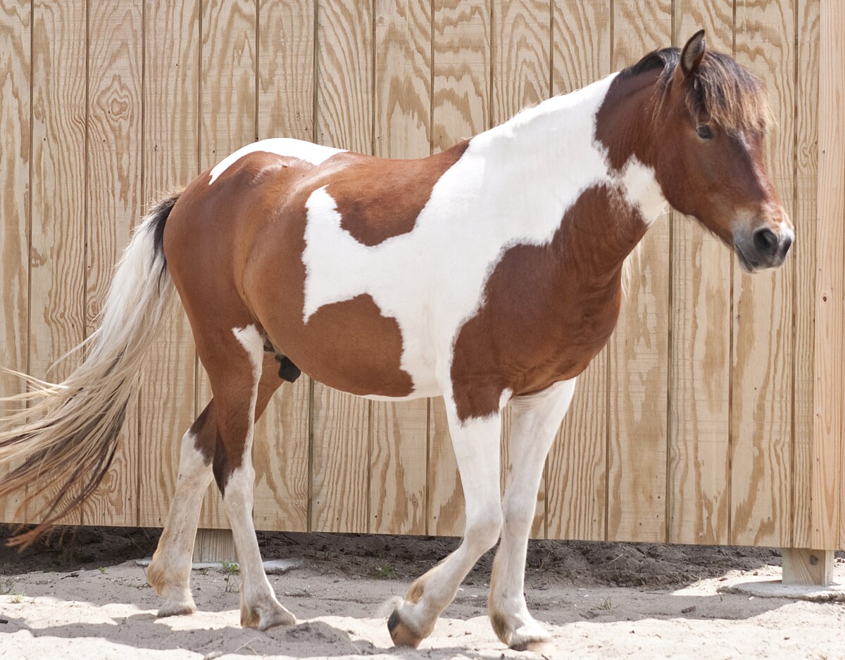 <ul><li><p>All four legs white below hock and knees</p></li><li><p>Spots are regular and distinctly oval or round and extend down the neck and chest appearing like a shield</p></li><li><p>Dark color on one or both flanks</p></li><li><p>Head markings are solid, blaze, strip, star or snip</p></li><li><p><span style="color: red"><strong>Tail is two colors</strong></span></p></li></ul><p></p>