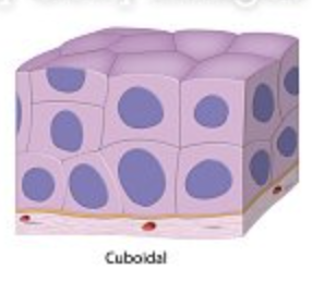 <p>Two layers of cuboidal cells</p>