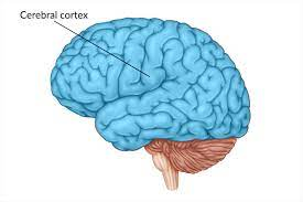 <p>-L: ¼ inch wrinkled outer layer of the whole brain; 20-30 billion nerve cells are located here</p><p>-F: all higher mental functions (thought and planning)</p><ul><li><p>ultimate control and info processing</p></li></ul><p>-made up of the cell bodies of neurons called gray matter</p><p>-like a helmet</p>