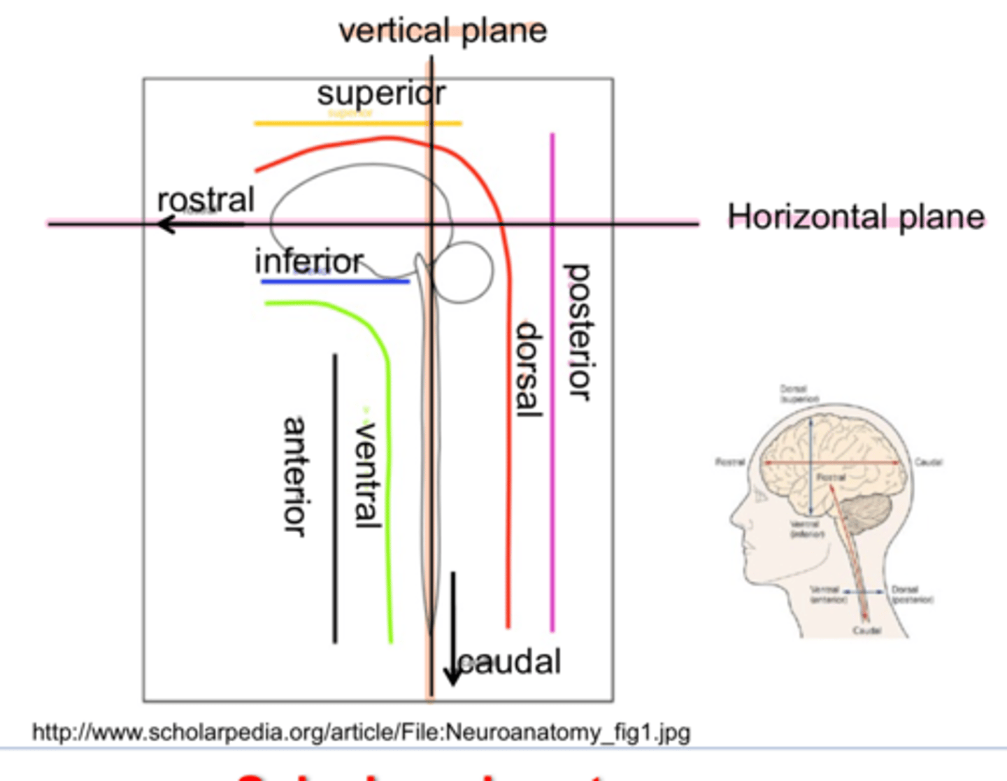<p>Rostral/Caudal</p><p>Ventral/Dorsal</p><p>- Anterior/Posterior</p><p>- Superior/Inferior</p><p>Afferent/Efferent</p><p>- Afferent -> Incoming sensory information</p><p>- Efferent -> Outgoing motor information</p><p>Contralateral/Ipsilateral</p><p>- Contralateral -> opposite side</p><p>- Ipsilateral -> same side</p>