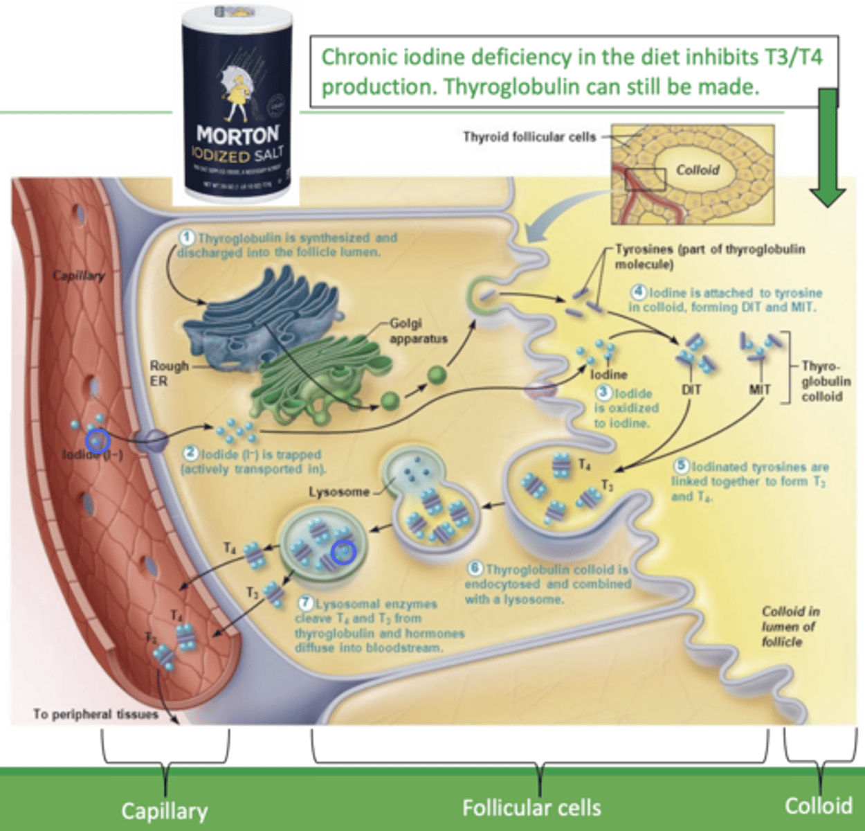 <p>thyroid follicular cells:</p>