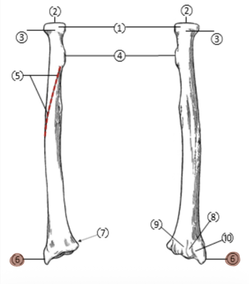 <p>On the Distal end of the radius, which part is highlighted (6)?</p>