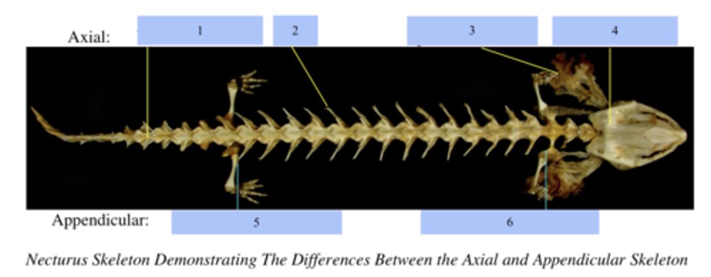<p>What part of the axial skeleton does number 1 point to?</p>