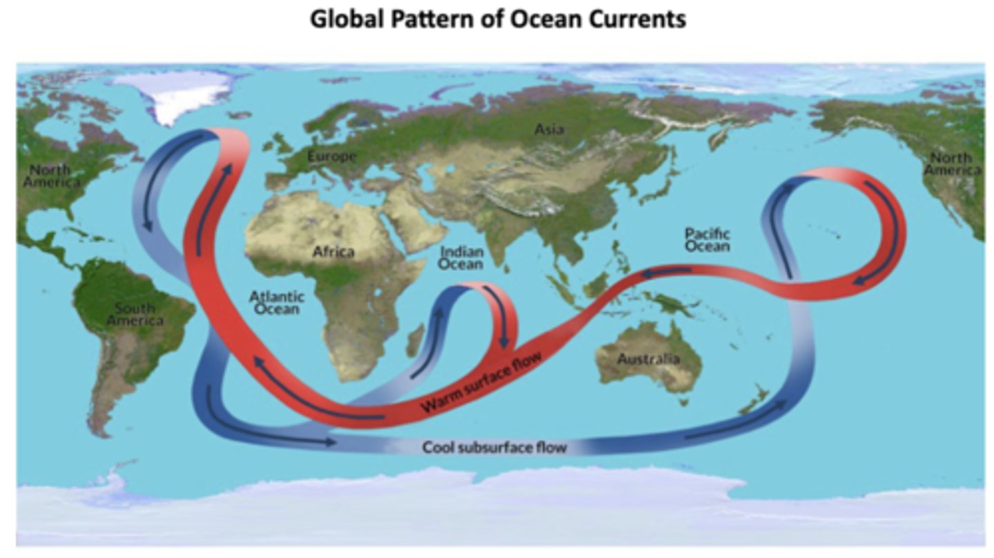 <p>The Coriolis effect, caused by earth's rotation, deflects moving water right in the N hemisphere and left in the S hemisphere, thus organizing ocean currents into gyres: warm western boundary currents (e.g., Gulf Stream) carry warm water towards the poles while cold eastern boundary currents (e.g. California Current) carry cold water towards equator; results in W sides of oceans being warmer and E sides being cooler</p><p>-together with the aforementioned aspects forms global ocean currents</p>