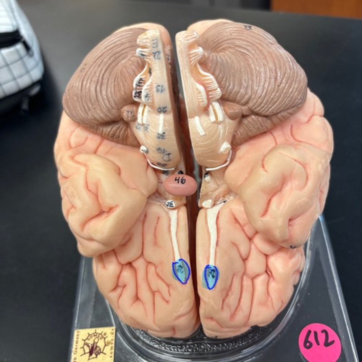 knowt flashcard image