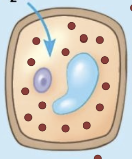 <p>A solution that will cause the cell to take up water; leads to turgid (normal) cell</p>