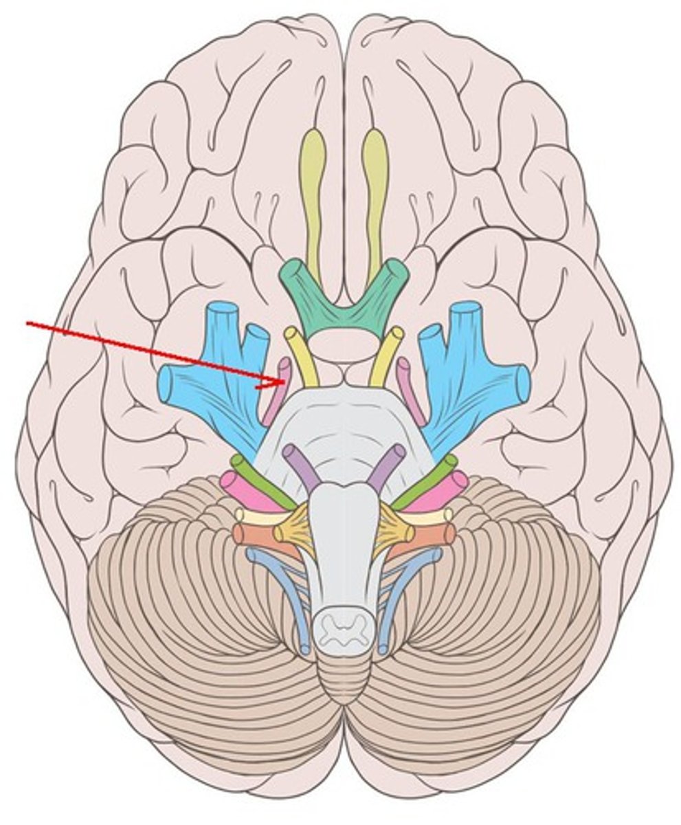<p>Identify nerve indicated by arrow</p>