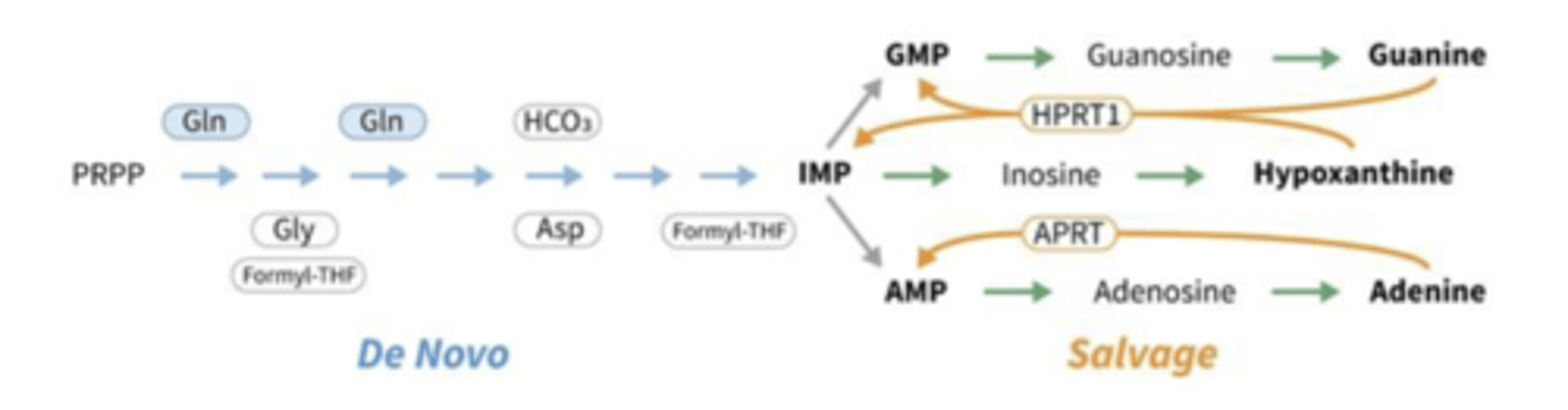 <p>then the cell stops using de novo pathway and switch to salvage pathway where they add the nitrogen base to ribose</p>