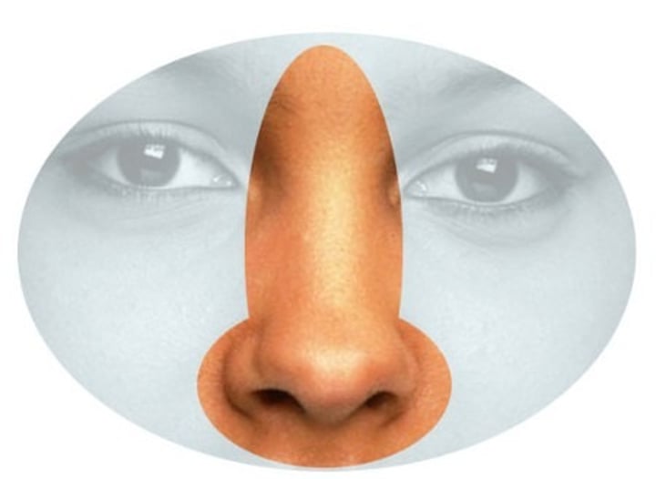 <p>the nose</p>