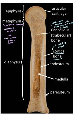 <p>Epiphysis = End of a long bone</p><p>Diaphysis = the shaft of a long bone</p><p>Metaphysis = Region between epiphysis and diaphysis (where growth plate is found)</p><p>Medullary cavity = central cavity containing bone marrow</p><p>Trabeculae = thin columns of bone that create spongy structure in cancellous bone</p><p>Cortical bone = dense outer layer of bone</p><p>Cancellous/trabecular bone = spongy inner layer of bone</p>