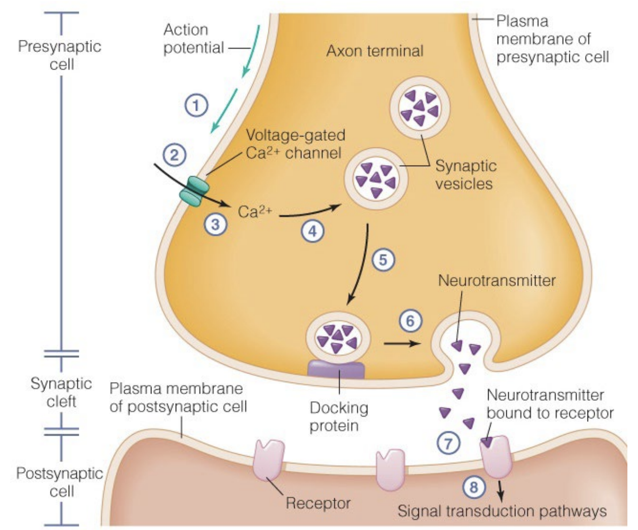 <p>Voltage-gated Ca2+ channels open in response to AP induced depolarization —&gt; increased intracellular Ca2+ facilitates neurotransmitter release (snare protein aka docking protein moves vesicles w/ neurotransmitters to synaptic side of neuron and vesicles fuses w/ membrane to release neurotransmitter via exocytosis)</p><p></p>