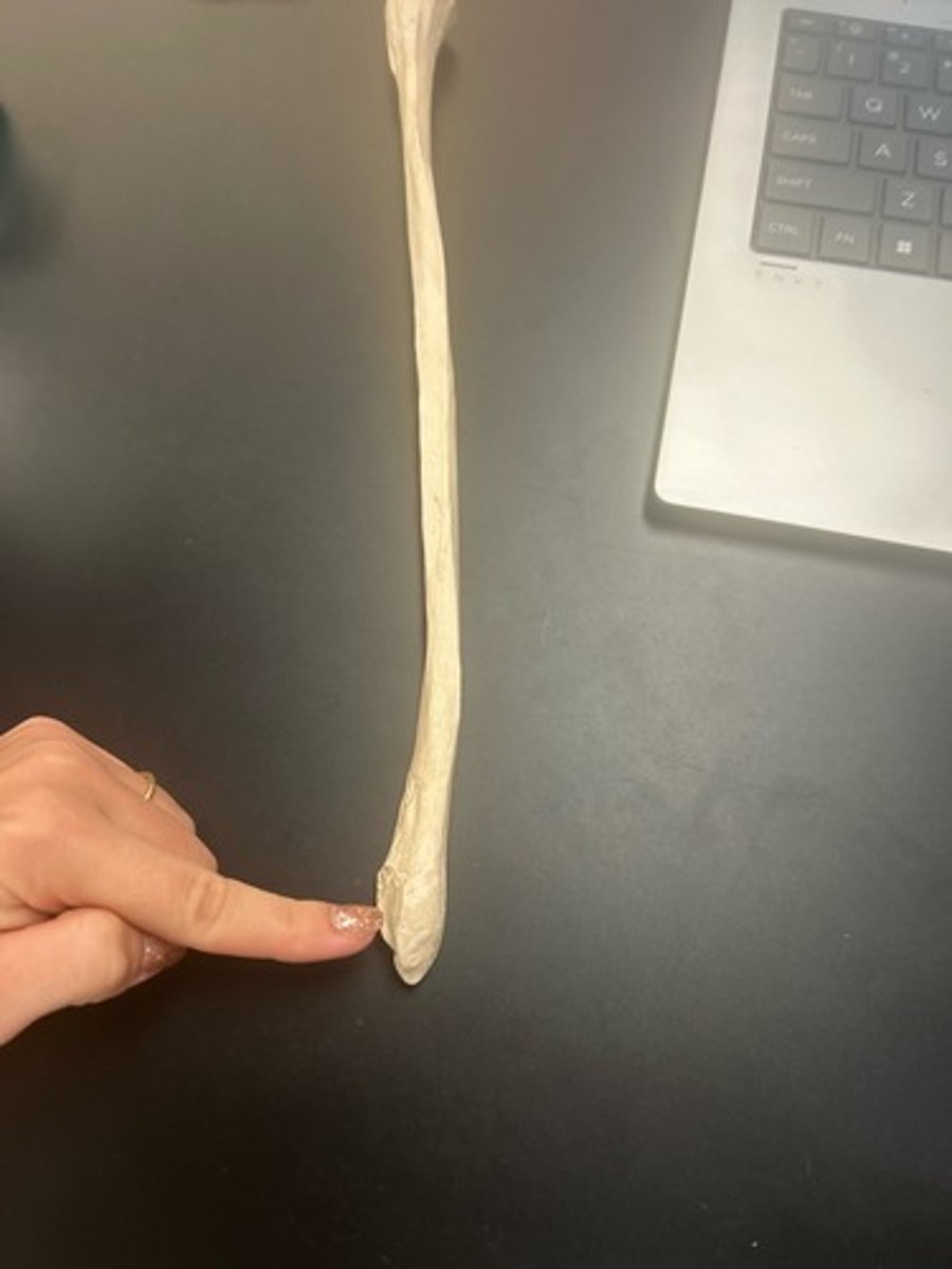 <p>name the bone</p>
