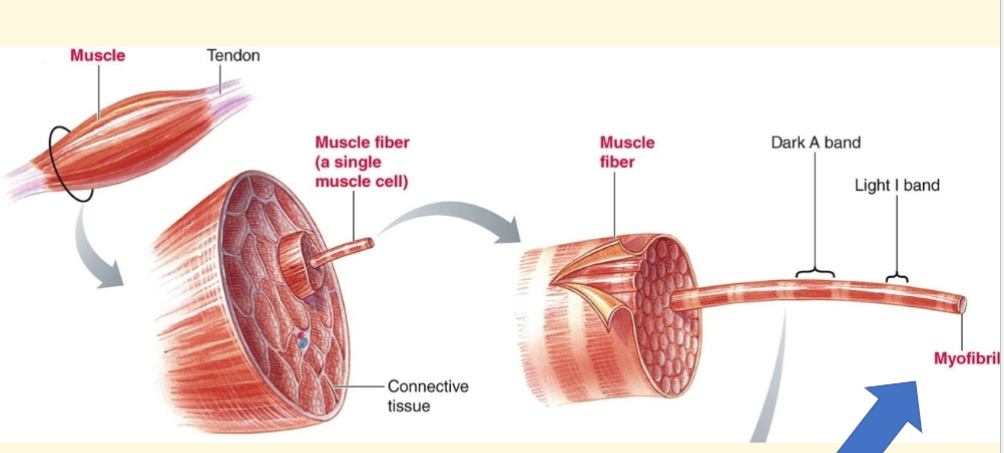 <p>know fascicle, muscle fiber, myofibril</p>