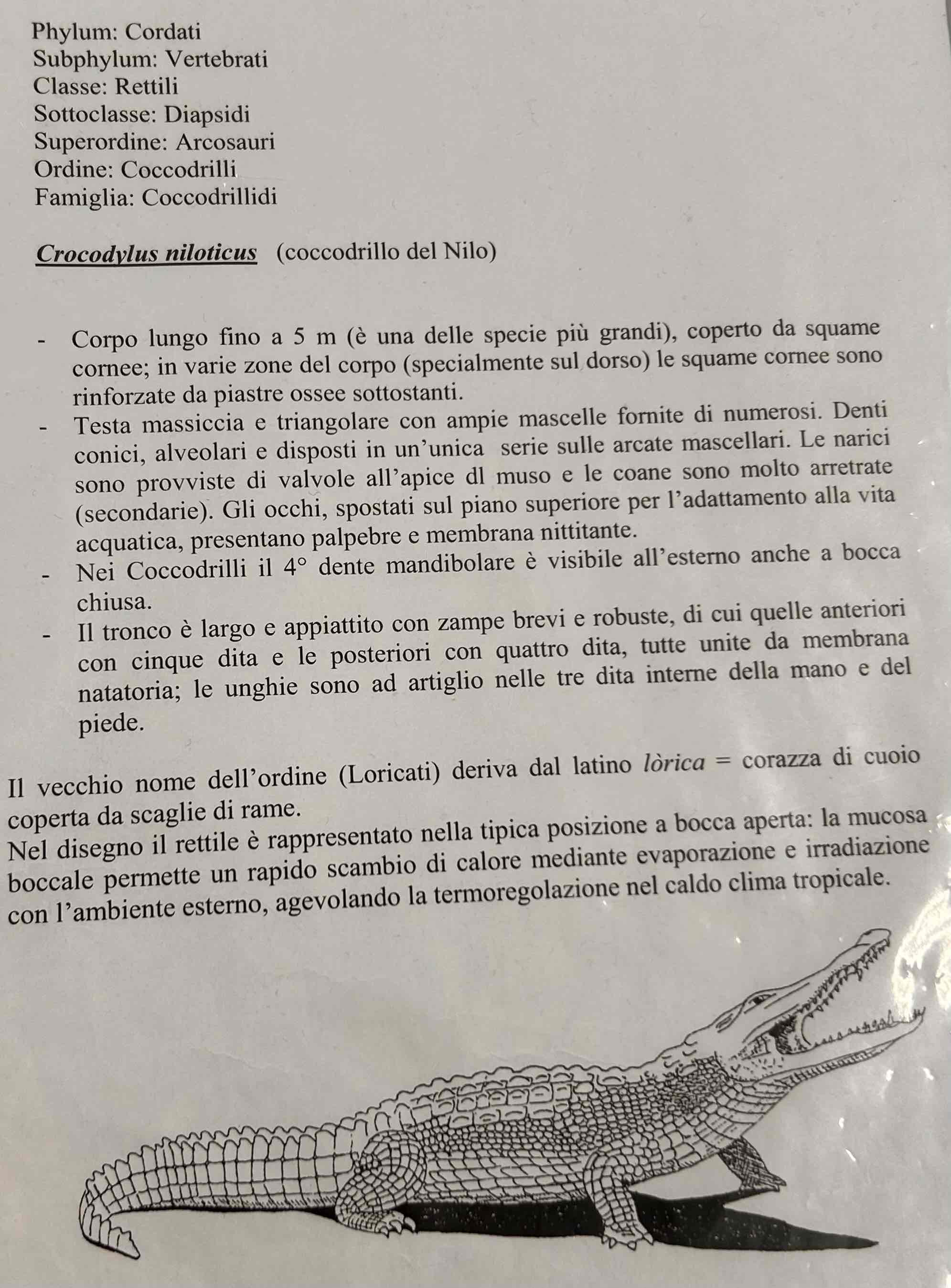 <p>Cordati</p><p style="text-align: start">Vertebrati</p><p style="text-align: start">Gnatostomi</p><p style="text-align: start">Tetrapodi</p><p style="text-align: start">Rettili</p><p style="text-align: start">Loricati (crocodylia)</p><p style="text-align: start">(Crocodyloidea)</p><p style="text-align: start">Crocodylus niloticus (coccodrillo del Nilo)</p>