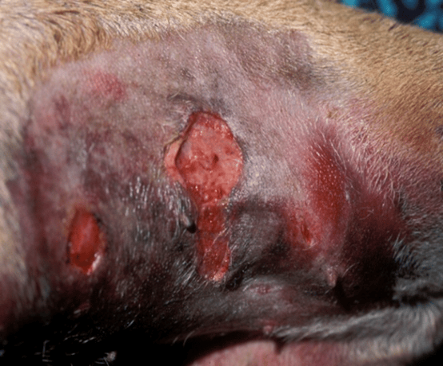 <p>-remove devitalised (necrotic, infected) tissue</p><p>-scrape outer surface of granulation (chronic granulation)</p><p>-preserve vital structures</p><img src="https://knowt-user-attachments.s3.amazonaws.com/07aaa674-418d-41e1-893d-95e17022e1c9.png" data-width="100%" data-align="center"><p></p>