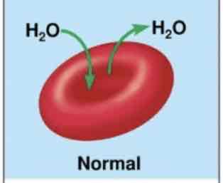 <p>What scenario are these cells in?</p>