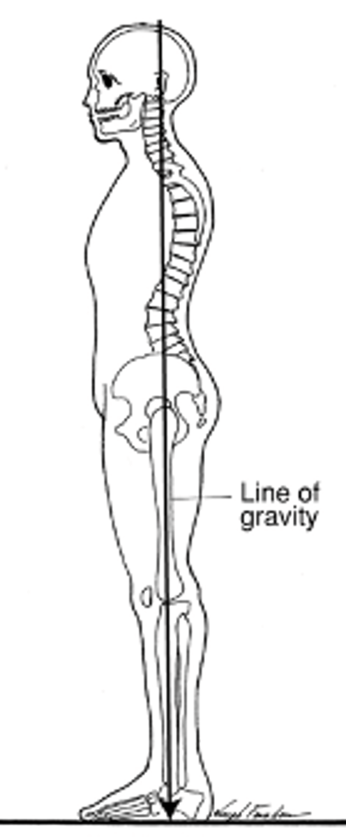 <p>For correct posture the line of gravity is....<br><br>____________ to Cervical Vertebrae <br><br>_________ to Thoracic<br><br>___________ to Knee<br><br>____________ to Ankle</p>