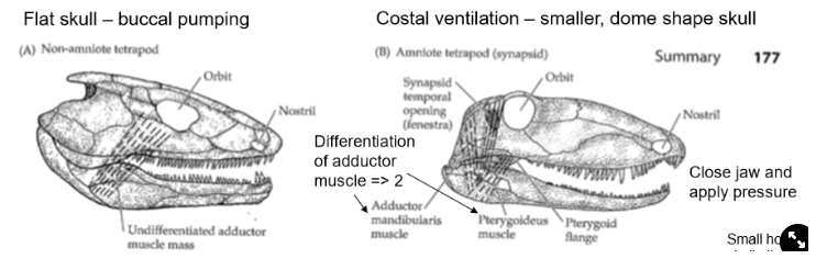 <ul><li><p>Non-amniotes→ can only do <strong>buccal pumping</strong> (mouth sucking to feed) so have flat skulls, has <strong>1 unmodified muscle</strong> (adductor muscle)</p><p><strong>→ could only open and close mouth</strong></p></li><li><p>Amniotes→ can do <strong>costal ventilation</strong> so have dome-shaped skulls, muscle has differentiated to <strong>2 muscles</strong></p><p><strong>→ can open and close mouth and also apply pressure</strong></p></li></ul>