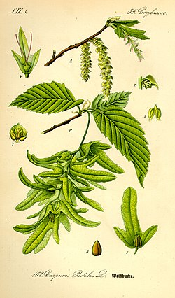 <p><em>Betulacae - břízovité</em></p><p><em>Carpinus betulus -</em> habr obecný</p>