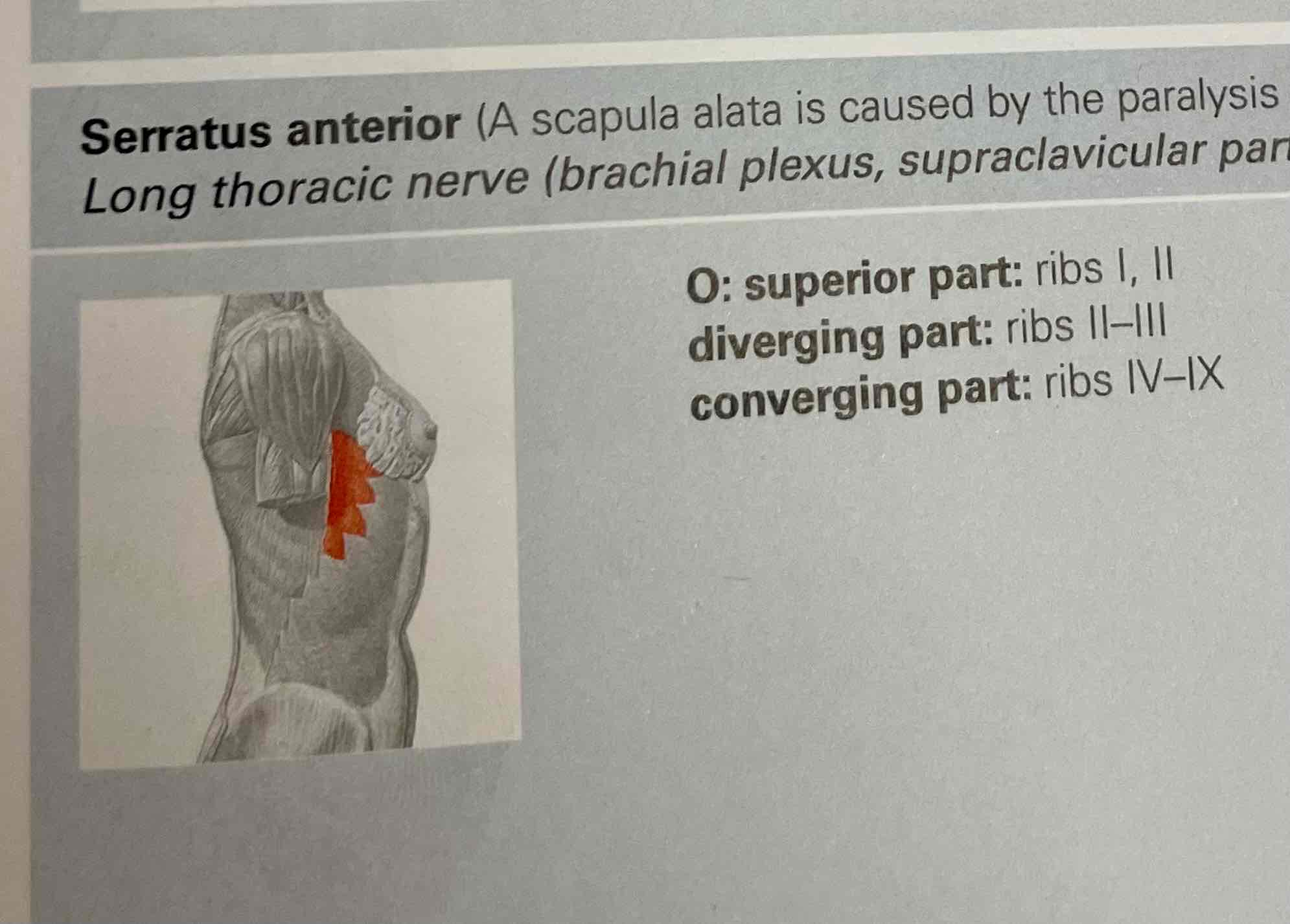 <p>Serratus anterior muscle</p>