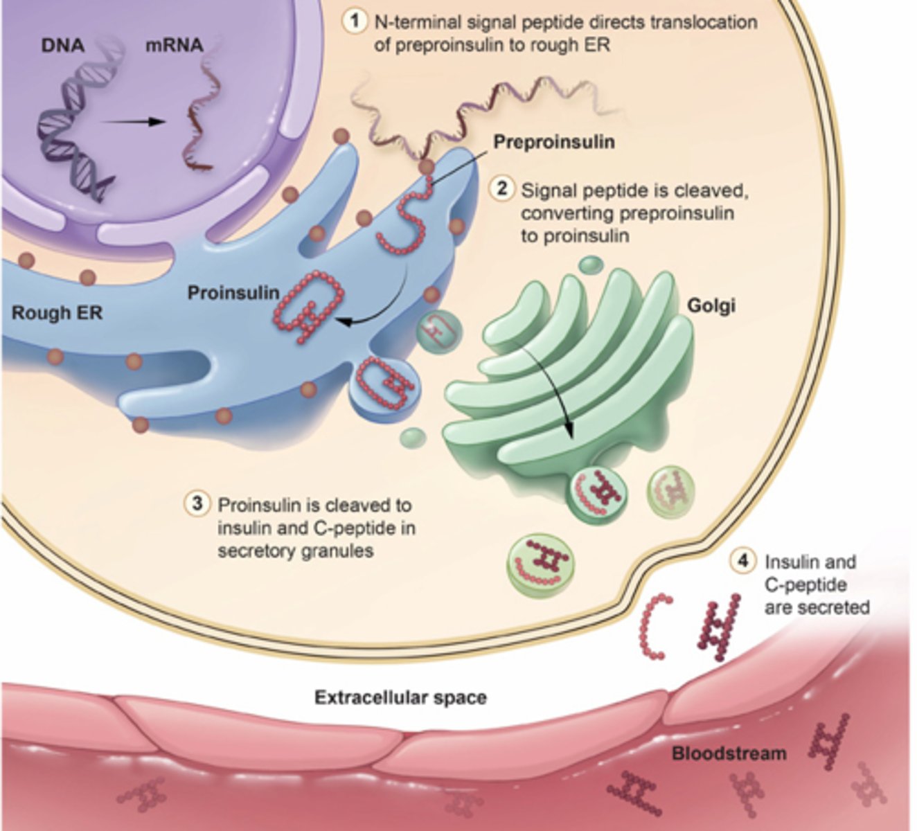 <p>proinsulin and enzymes</p>
