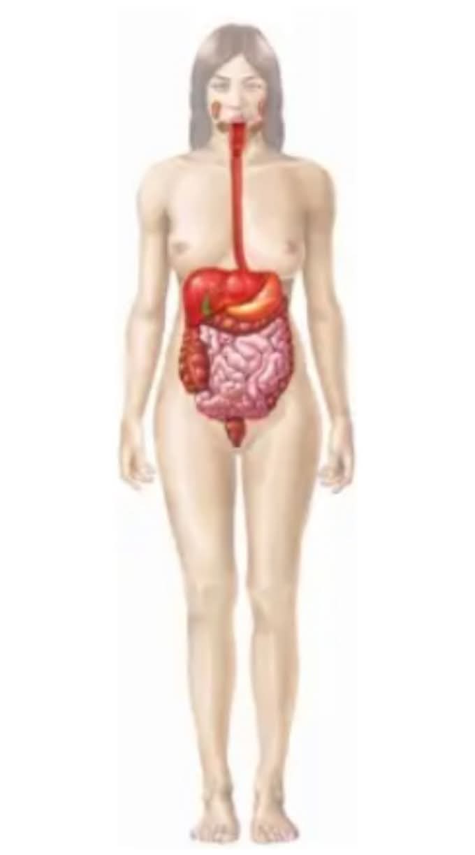 <p>What body system is this?</p>