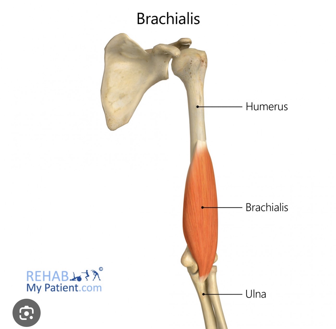 <p>Brachialis</p>