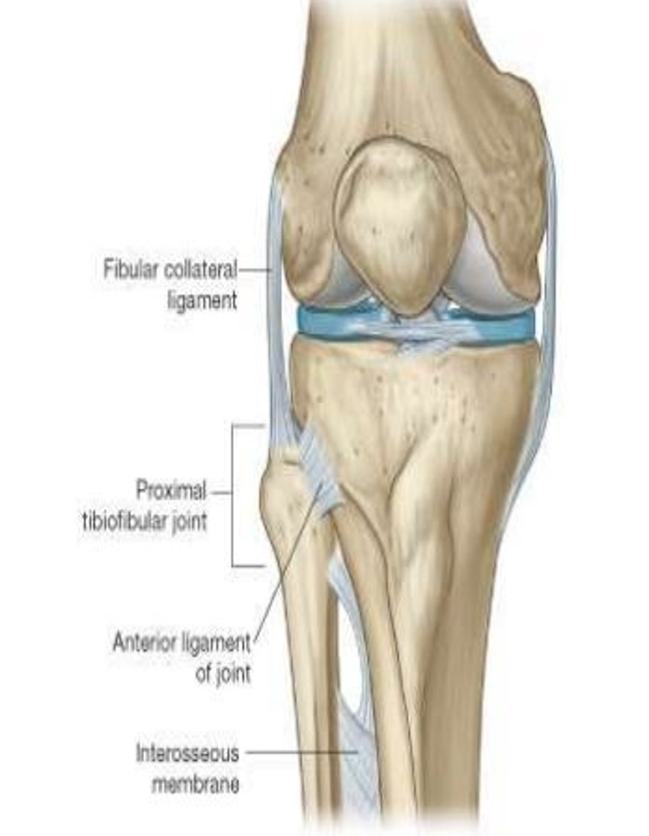 <p>Modified hinge joint (synovial)</p>