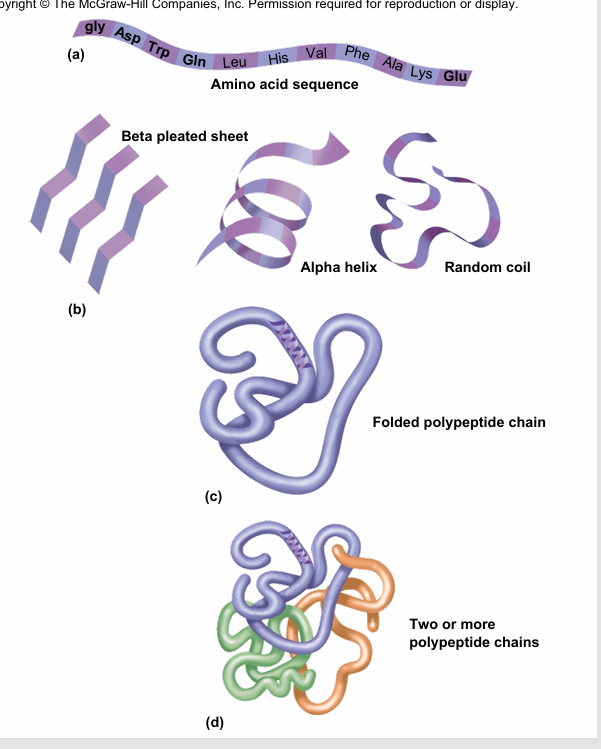 <p>is the <span style="color: red"><strong>global</strong></span> three-dimensional shape of the polypeptide (chain of AA)</p><p><span style="color: red"><strong>-what determines tertiary structure?: <u>interaction of the R groups</u></strong></span></p><p></p>