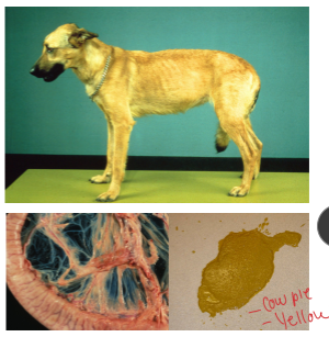 <p><span style="background-color: transparent;"><strong><span>Exocrine Pancreatic Insufficiency (EPI)</span></strong></span></p>