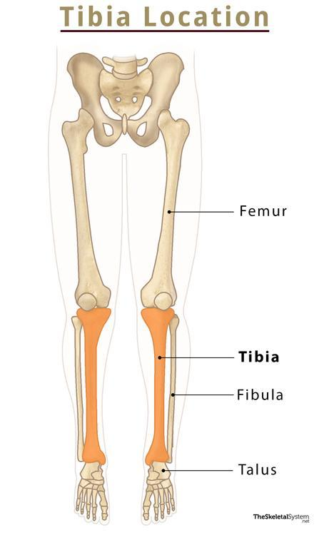 <p>Largest and strongest of the lower leg bones</p><p>Articulate with the femur at the proximal end</p>