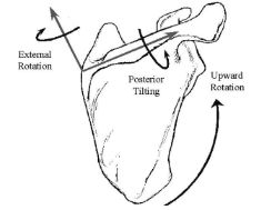 <ul><li><p><span style="color: red;">Upwardly rotate</span></p></li><li><p><span style="color: red;">Posteriorly tilt</span></p></li><li><p><span style="color: red;">Externally rotate</span></p></li></ul><p></p>