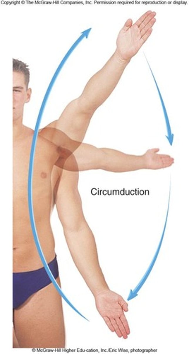 <p>"Circ" = circle. Move distal part of an appendage in a circle while the other end remains stationary (no rotation). Examples: Shoulder, hip, knuckle. Joint Type: Condyloid, Ball-and-Socket.</p>