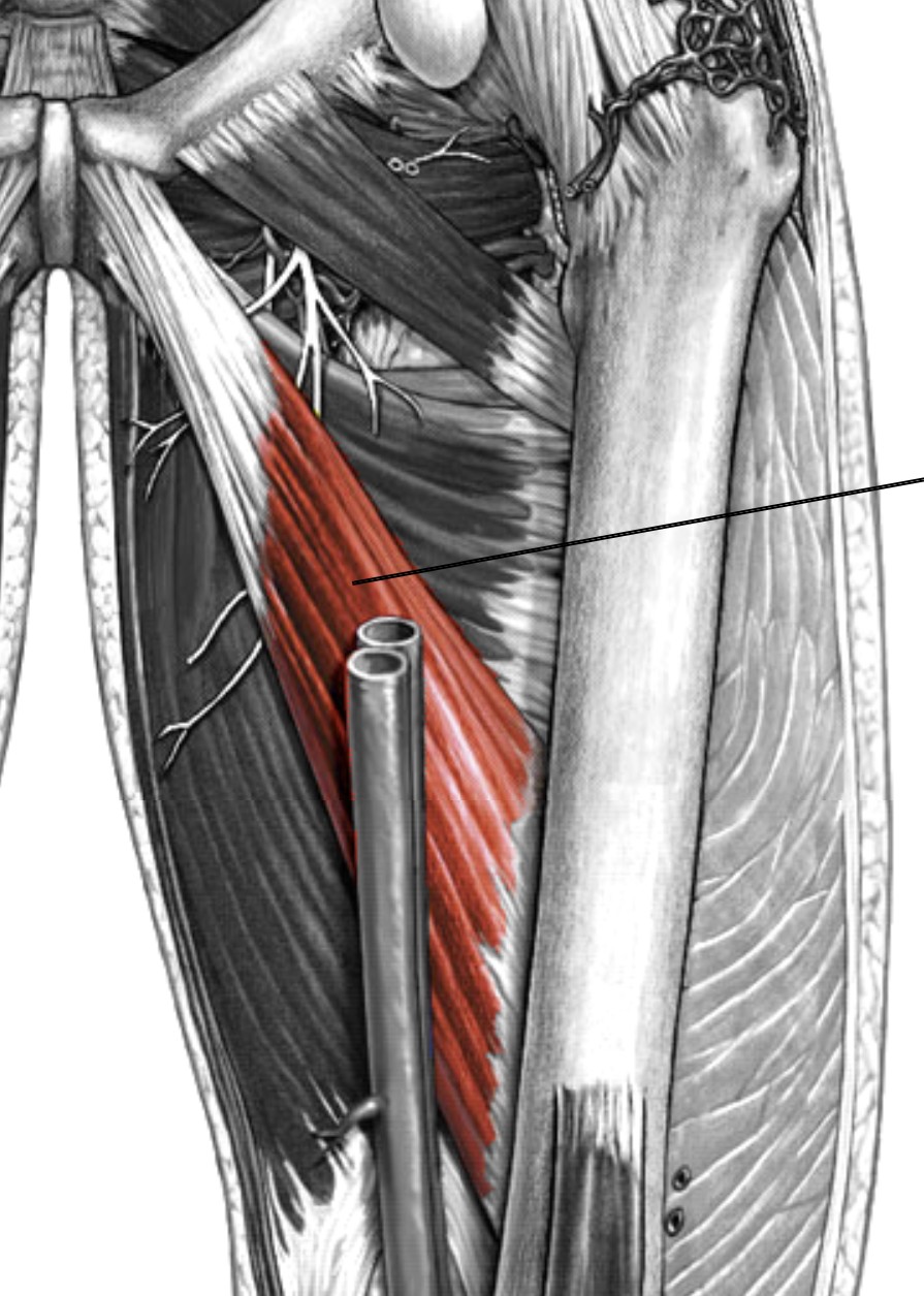 <p>Which muscle of the femur is:</p><ul><li><p>Inferior to adductor brevis, superior to adductor magnus</p></li><li><p>Action: adducts hip</p></li><li><p>Nerve: obturator &amp; sciatic</p></li></ul><p></p>