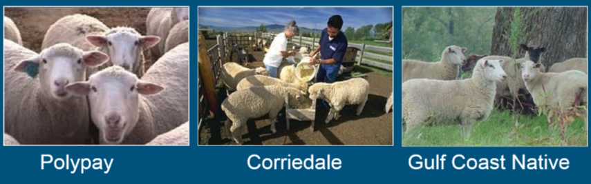 <ul><li><p>Advantages </p><ul><li><p>meat conformation is superior compared to wool breeds. </p></li><li><p>Improved herding instincts compared to meat breeds. </p></li><li><p>Good “all- rounders” </p></li></ul></li><li><p>limitations </p><ul><li><p>lack genetic strengths to be outstanding in high-level meat or fleece production. </p></li></ul></li><li><p><strong>Polypay </strong></p></li><li><p><strong>Corriedale </strong></p></li><li><p><strong>Gulf Coast Native </strong></p></li></ul>