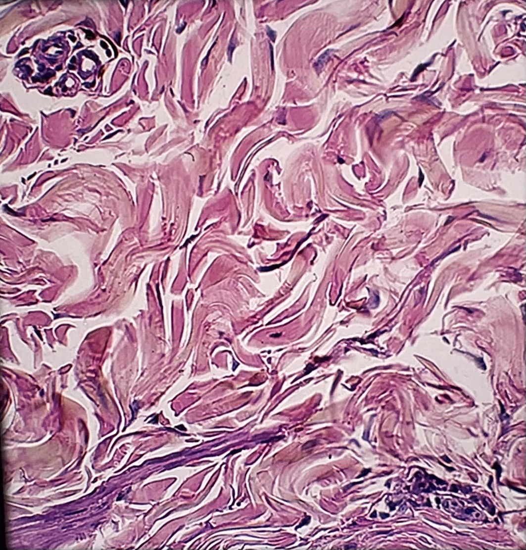 <p>What tissue type is this? What is its function?</p>