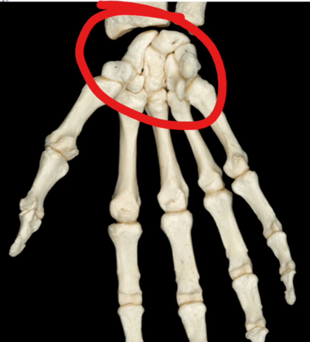 <p>8 short bones</p>