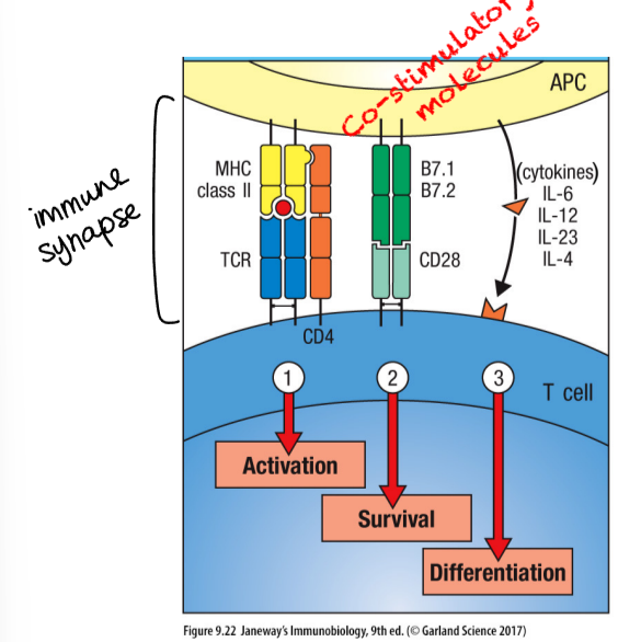 <ol><li><p>activation</p></li><li><p>survival</p></li></ol><p>both of these result in T cell proliferation (clonal expansion)</p><ol start="3"><li><p>differentiation - results in generation of effector T cells, that undergo additional changes that distinguish them functionally from naive T cells</p></li></ol><p></p>